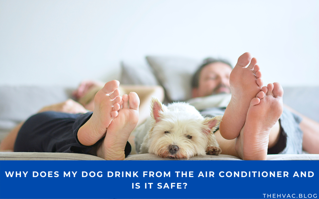 Can Dogs Drink Air Conditioner Water? (Answered) The HVAC Blog